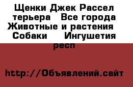 Щенки Джек Рассел терьера - Все города Животные и растения » Собаки   . Ингушетия респ.